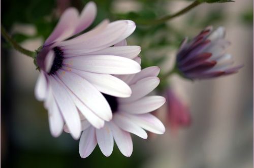 daisies flowers petals