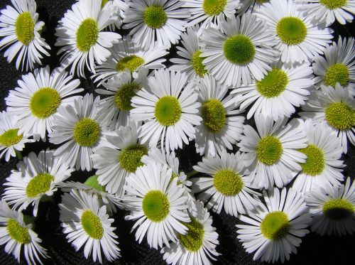 daisies white pattern