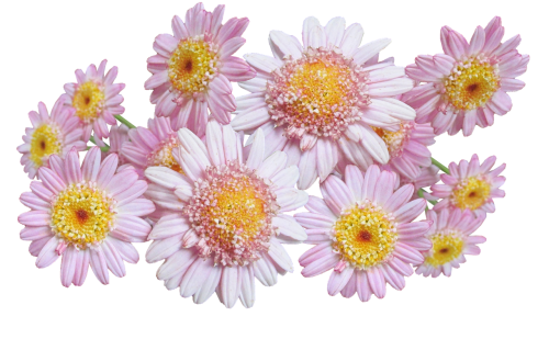 daisies pink flowers