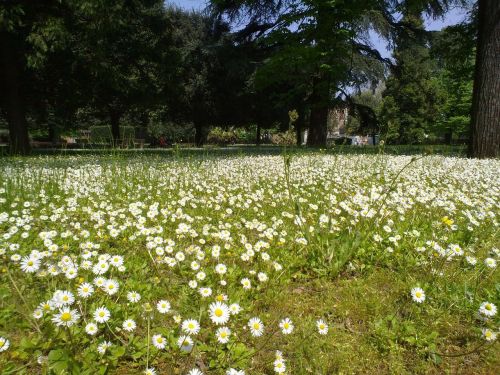 daisies prato green