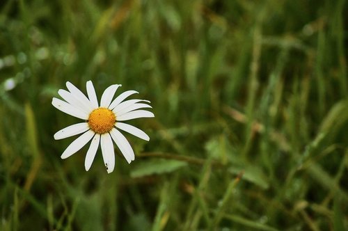 daisies  grass  blossom