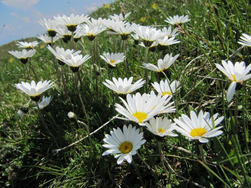 daisies flower meadow flowers