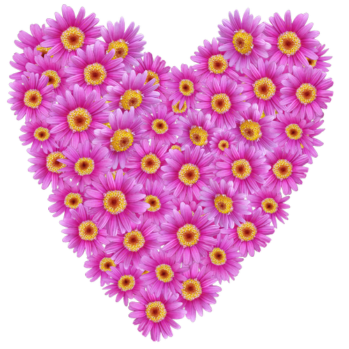 daisies  heart  valentine
