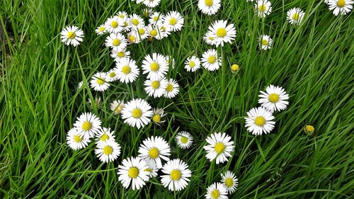 daisies  daisy  flora