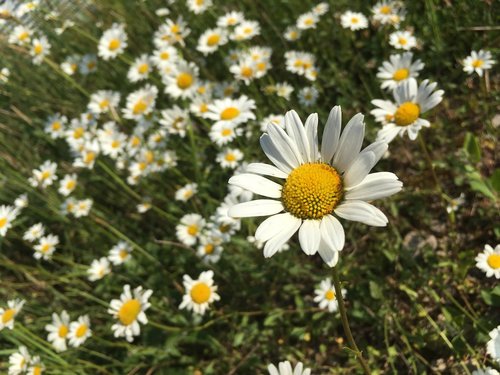 daisies  flowers  white