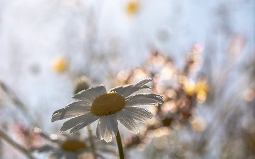 daisies  leucanthemum maximum  flowers