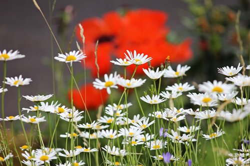 daisies  meadow  white