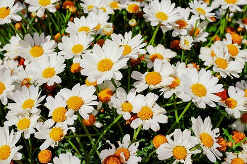 daisies  bloom  nature