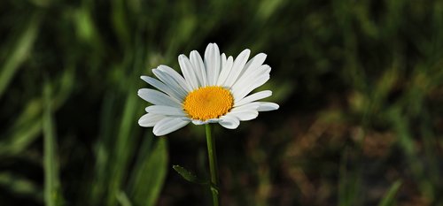 daisies  white  yellow