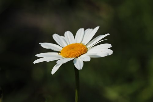 daisies  white  yellow