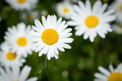 daisies  flowers  white