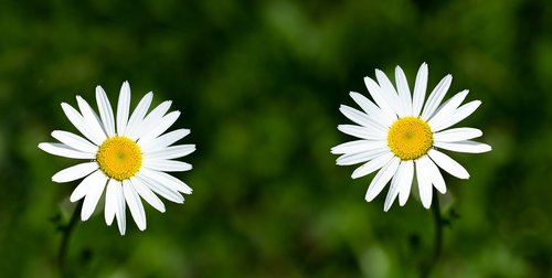 daisies  flowers  white