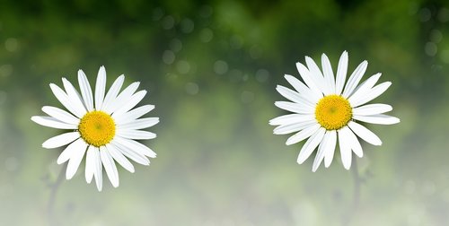 daisies  two  flowers