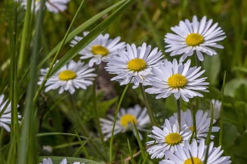 daisies  nature  flower