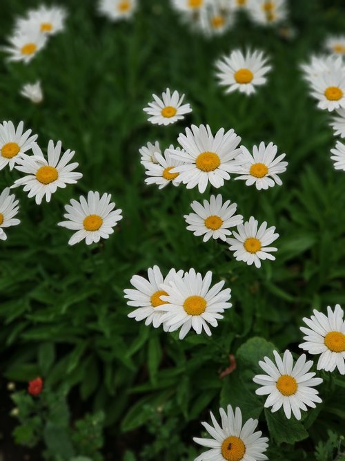 daisies  grass  flowers