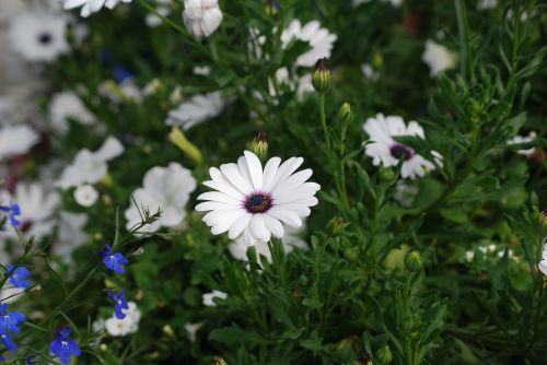 daisies white flowers