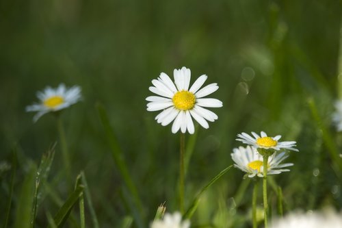 daisies  field  meadow