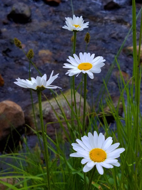 daisies  wildflowers  stream