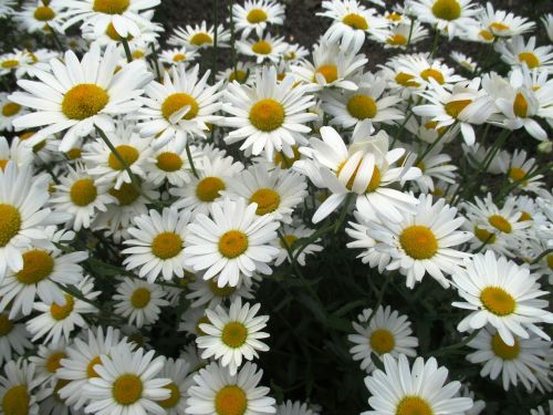 daisies flowers garden plant