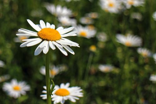 daisies flowers plant