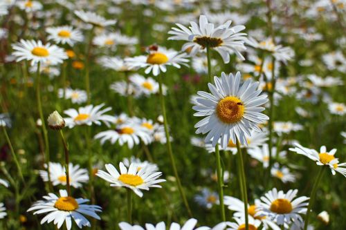 daisies flowers plant