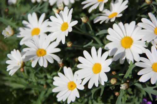 daisies flowers plant