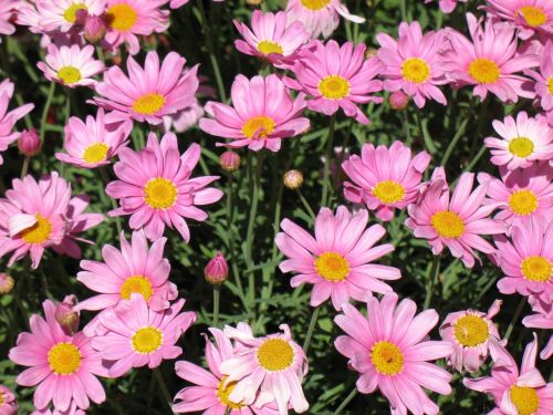 daisies flower pink