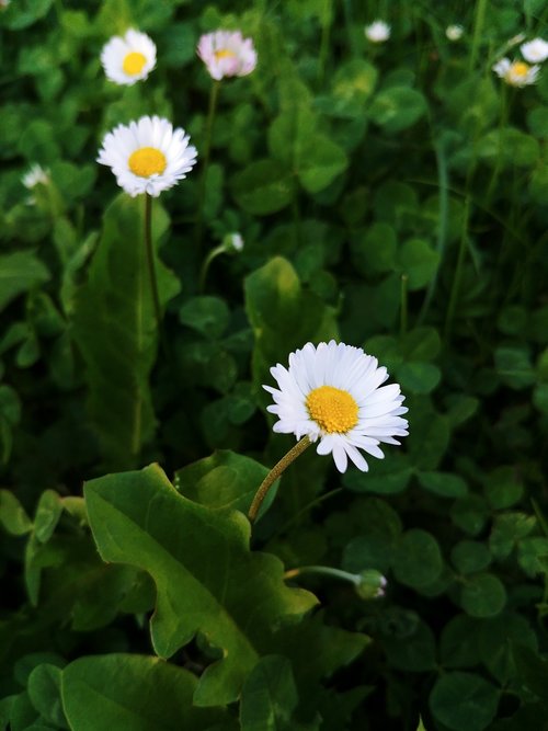 daisies  clover  grass