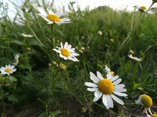 daisies  meadow  white