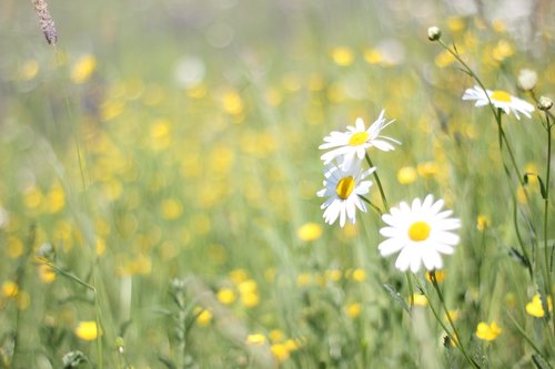 daisies  meadow  spring
