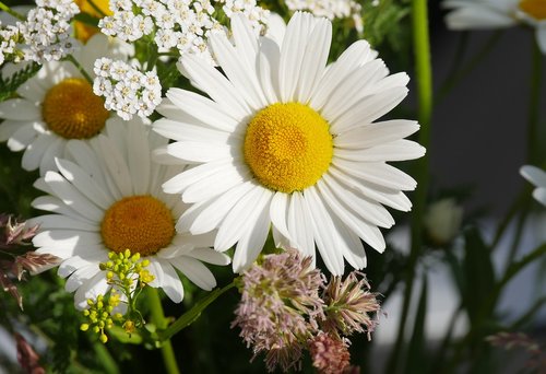 daisies  flower  garden