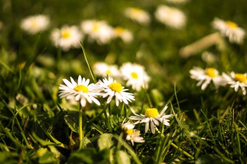 daisies spring meadow