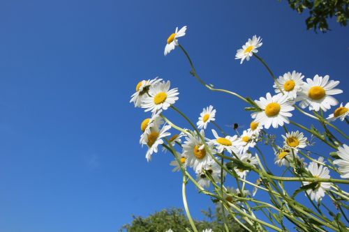 daisies flower spring
