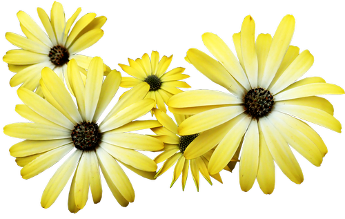 daisies  yellow  flowers