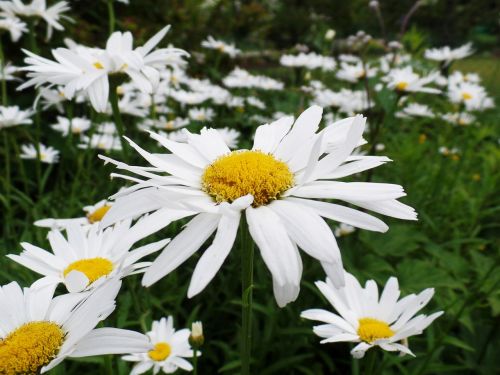 daisies flowers white