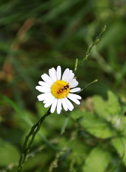 daisies  garden  flower