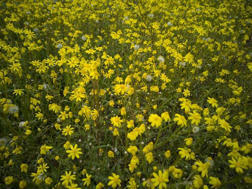 daisies  spring  yellow