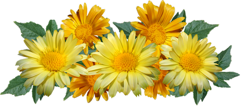 daisies  flowers  yellow