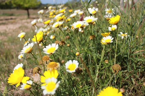 daisies  garden  floral