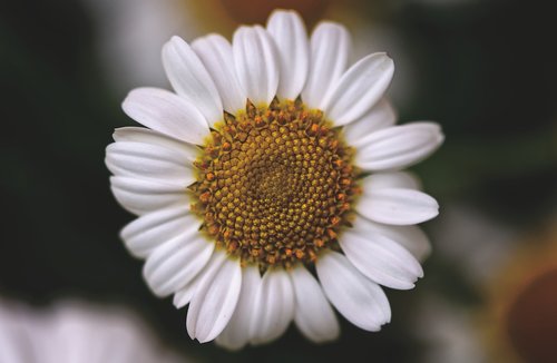 daisies  white  flower
