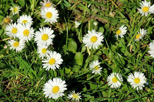 daisies  meadow  spring