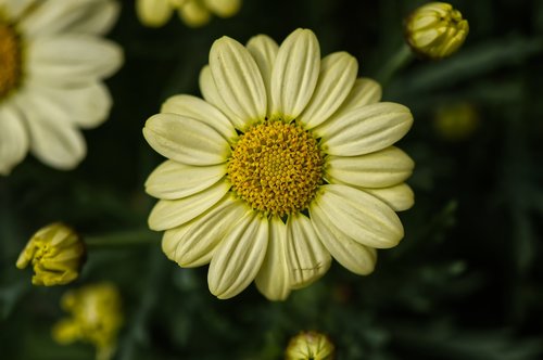 daisies  yellow  flower