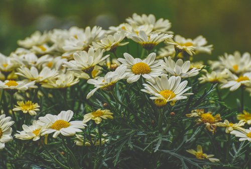 daisies  yellow  flower