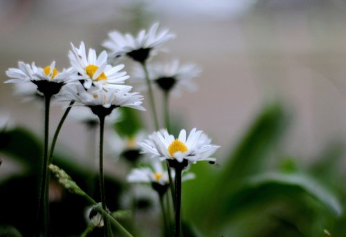 daisies  white  nature