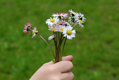 daisies  flowers  bouquet