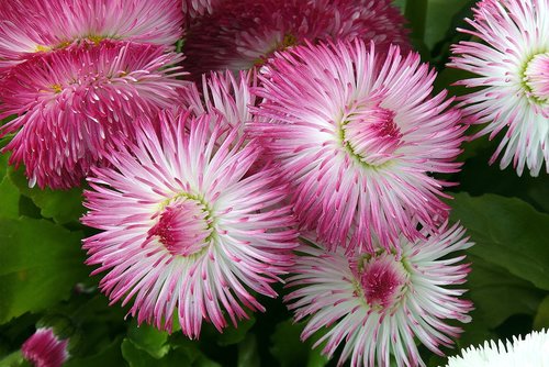 daisies  flowers  pink