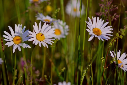 daisies  meadow  flowers