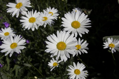 daisies  flower  blossom