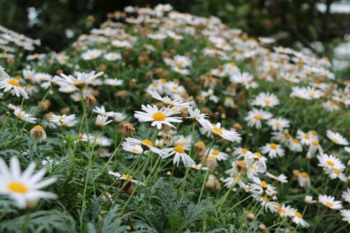 daisies flower nature