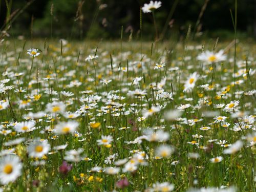 daisies flower meadow flowers